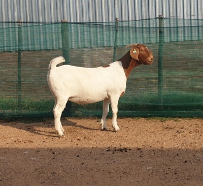 1X BOER GOAT PREGNANT FLOCK DOE DANKBAAR BOERDERY