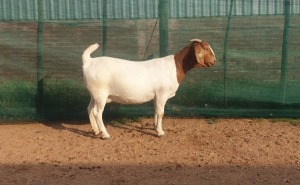 1X BOER GOAT PREGNANT FLOCK DOE DANKBAAR BOERDERY