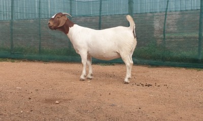 WITHDRAWN - 1X BOER GOAT DOE DANKBAAR BOERDERY