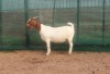 1X BOER GOAT PREGNANT FLOCK DOE DANKBAAR BOERDERY