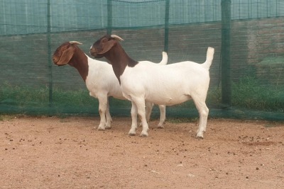 2X BOER GOAT FLOCK DOE DANKBAAR BOERDERY (Pay per piece to take the lot)