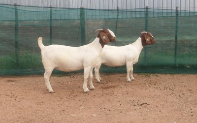 2X BOER GOAT PREGNANT FLOCK DOE DANKBAAR BOERDERY (Pay per piece to take the lot)