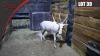 White Blesbuck