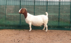 WITHDRAWN - 1X BOER GOAT DOE DANKBAAR BOERDERY