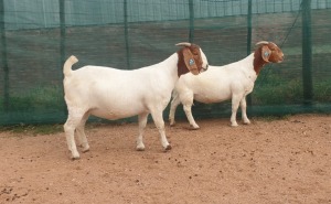 2X BOER GOAT FLOCK DOE DANKBAAR BOERDERY (Pay per piece to take the lot)