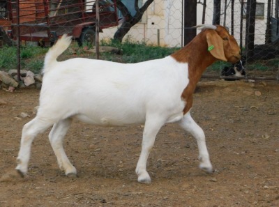 1X BOER GOAT PREGNANT FLOCK DOE WORTELKUIL BOERDERY