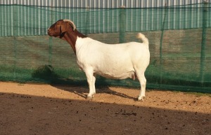 1X BOER GOAT PREGNANT FLOCK DOE DANKBAAR BOERDERY