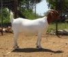 1X BOER GOAT PREGNANT PS DOE WORTELKUIL BOERDERY