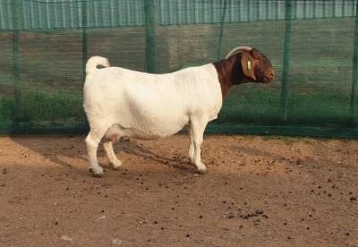 1X BOER GOAT PREGNANT STUD DOE DANKBAAR BOERDERY