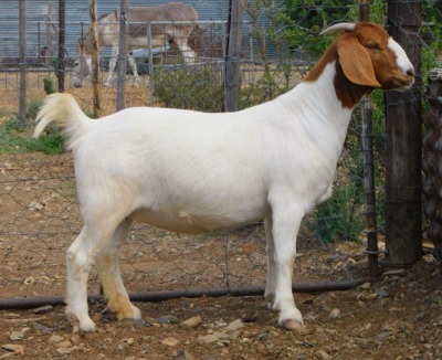 1X BOER GOAT PREGNANT FLOCK DOE WORTELKUIL BOERDERY