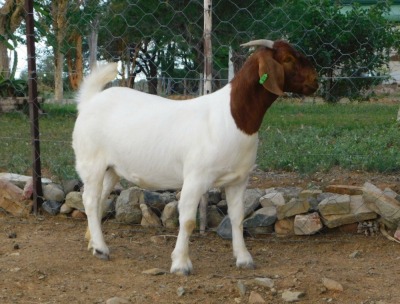 1X BOER GOAT PS DOE WORTELKUIL BOERDERY