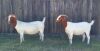 1+2X BOER GOAT FLOCK DOE KAMEELDORING BOERBOKSTOET(Pay per piece to take the lot)