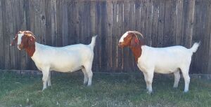 1+2X BOER GOAT FLOCK DOE KAMEELDORING BOERBOKSTOET(Pay per piece to take the lot)