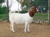 2X BOER GOAT PREGNANT FLOCK DOE WORTELKUIL BOERDERY (Pay per piece to take the lot)