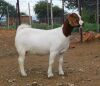 2X BOER GOAT PREGNANT FLOCK DOE WORTELKUIL BOERDERY (Pay per piece to take the lot) - 2