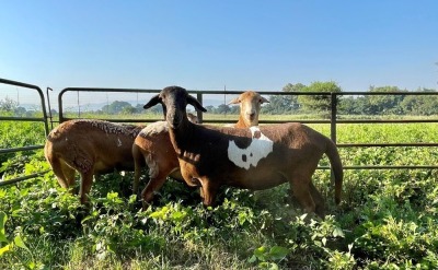 3X EWE ROOIKOPPIES MEATMASTERS (Pay per piece to take the lot)