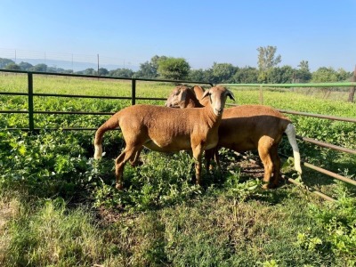 3X EWE ROOIKOPPIES MEATMASTERS (Pay per piece to take the lot)