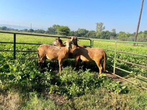 3X EWE ROOIKOPPIES MEATMASTERS (Pay per piece to take the lot)