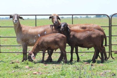 2+2X EWE DIDYMUS MEATMASTERS (Pay per piece to take the lot)