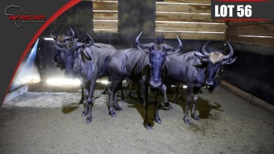 Blue Wildebeest