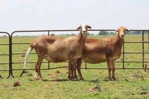 2X EWE DIDYMUS MEATMASTERS (Pay per piece to take the lot)