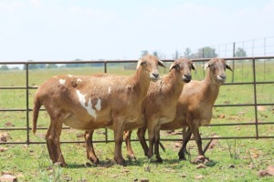 3X EWE DIDYMUS MEATMASTERS (Pay per piece to take the lot)