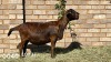 1X EWE JACO V/D MERWE MEATMASTERS