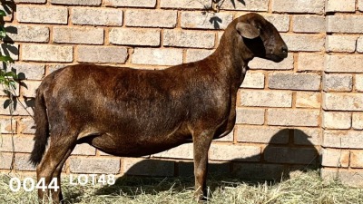 1X EWE JACO V/D MERWE MEATMASTERS