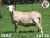 1X EWE LANGKLOOF GAME FARM