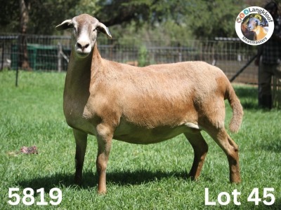 1X EWE LANGKLOOF GAME FARM