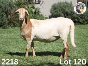 1X EWE LANGKLOOF GAME FARM