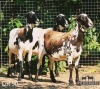 2X EWE JPH BOERDERY (Pay per piece to take the lot) - 4