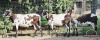 2X EWE JPH BOERDERY (Pay per piece to take the lot) - 7