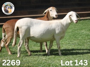 1X EWE LANGKLOOF GAME FARM