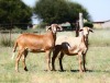 1X EWE OLIVEBRANCH MEATMASTERS