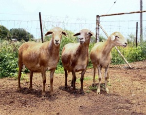 3X EWE OLIVEBRANCH MEATMASTERS (Pay per piece to take the lot)