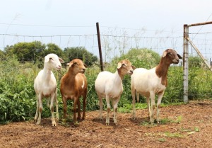 3X EWE OLIVEBRANCH MEATMASTERS (Pay per piece to take the lot)