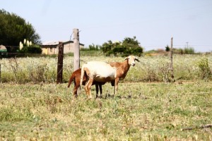 WITHDRAWN - 1+1X EWE OLIVEBRANCH MEATMASTERS