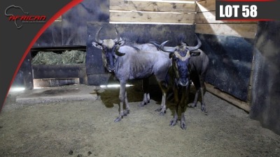 Blue Wildebeest