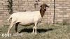 1X EWE JACO V/D MERWE MEATMASTERS