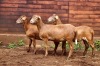 3X EWE HAKUNA MATATA MEATMASTERS (Pay per piece to take the lot) - 4