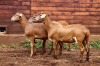 3X EWE HAKUNA MATATA MEATMASTERS (Pay per piece to take the lot) - 5