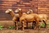 3X EWE HAKUNA MATATA MEATMASTERS (Pay per piece to take the lot) - 6