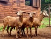 3X EWE HAKUNA MATATA MEATMASTERS (Pay per piece to take the lot) - 7