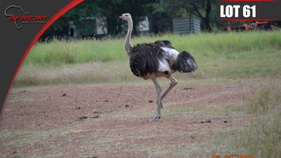 Ostrich