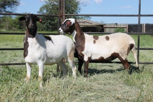 2X EWE KLIPPUT MEATMASTERS (Pay per piece to take the lot)