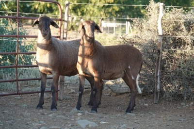 2X EWE WILGERBOOM MEATMASTERS (Pay per piece to take the lot)