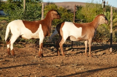 2X EWE WILGERBOOM MEATMASTERS (Pay per piece to take the lot)