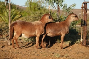 2X EWE WILGERBOOM MEATMASTERS (Pay per piece to take the lot)