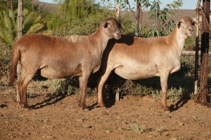 2X EWE WILGERBOOM MEATMASTERS (Pay per piece to take the lot)